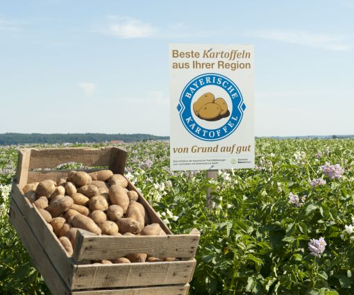 Mit rund 45.000 ha Kartoffelanbaufläche ist Bayern das zweitgrößte Kartoffelland in Deutschland Teaser Bild